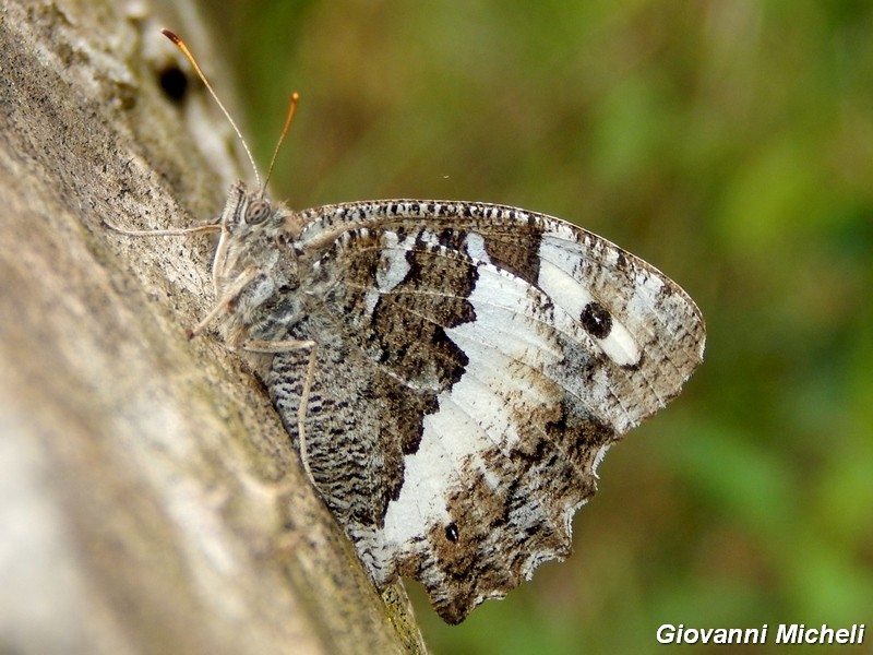 Parco del ticino : incontri del 23/8/14